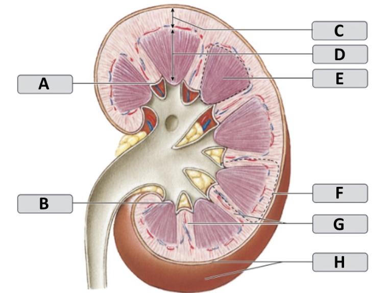 <p>Renal Medulla </p>