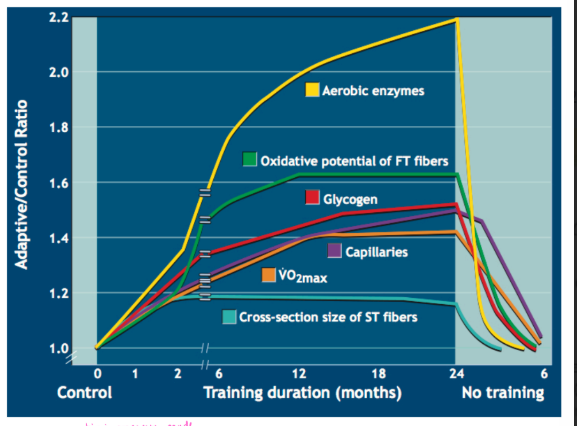<p>Aerobic training improves capacity for respiratory control in skeletal muscle</p><p>• Endurance-trained skeletal muscle fibers contain larger and more numerous mitochondria than less active fibers</p><p>• Mitochondrial enzyme activity increases ~50%</p><p>• Slow twitch (Type 1) fiber area is enhanced, more dense with mitochondria</p><ul><li><p>big improvements made because they start untrained and wouldnt look the same if they tested athletes</p></li></ul><p></p>