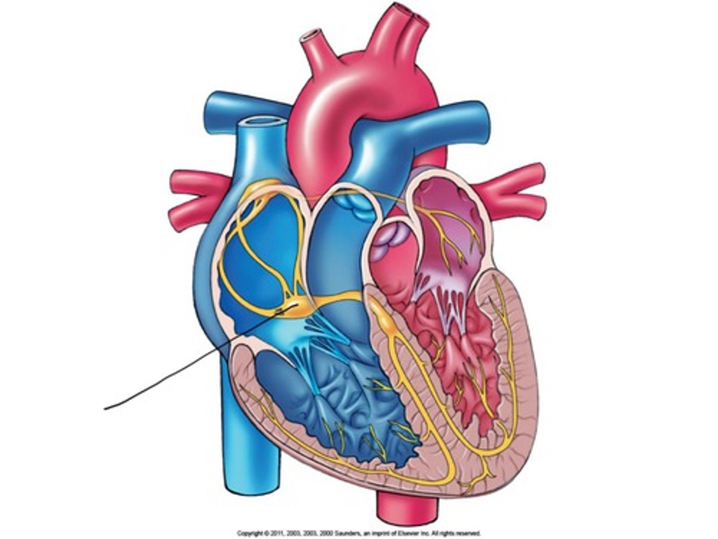 <p>What part of the heart is this?</p>