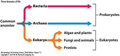 <p>Prokaryotes (bacteria, archaea), Eukaryotes (algae, fungi, protists), and Viruses.</p>