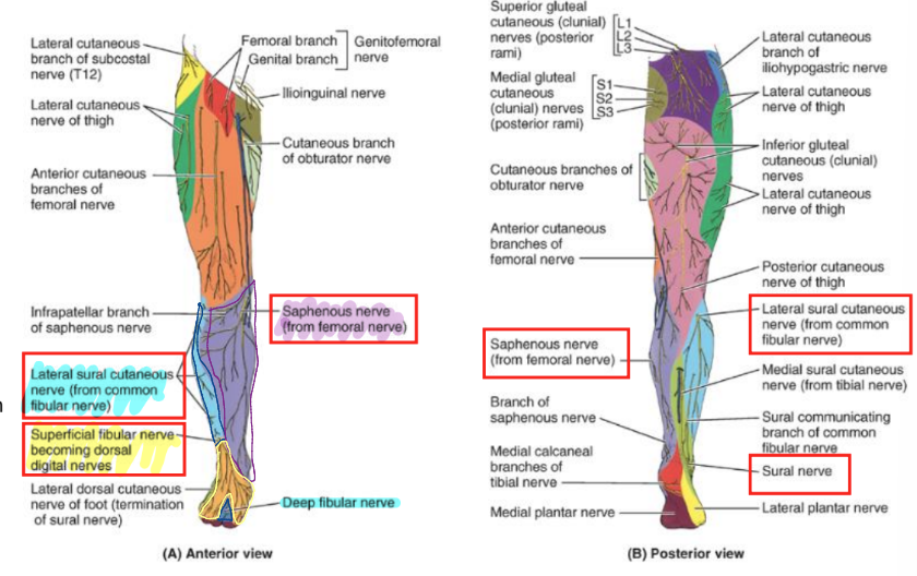 <ul><li><p>medial knee and medial leg</p><ul><li><p>saphenous n (cutaneous branch from femoral n)</p></li></ul></li><li><p>lateral knee and leg</p><ul><li><p>lateral sural cutaneous (branch from common peroneal n)</p></li></ul></li><li><p>anterior lateral lower leg and some dorsal foot</p><ul><li><p>superficial peroneal (fibular) n</p></li></ul></li><li><p>posterior middle leg</p><ul><li><p>sural cutaneous n (combined branches from tibial n and common peroneal n</p></li></ul></li><li><p>webspace between 1st and 2nd digit</p><ul><li><p>deep peroneal (fibular n)</p></li></ul></li></ul><p></p>
