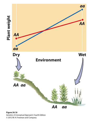 <p>The same genotype can produce different phenotypes in different environments.</p><p>.</p><p>Plant example:</p><p>- Both genotypes are shorter in dry conditions.</p><p>- Both are taller in wet conditions.</p><p>.</p><p>Human environmental factors include:</p><p>- Smoking</p><p>- Diet</p><p>- Physical activity</p>