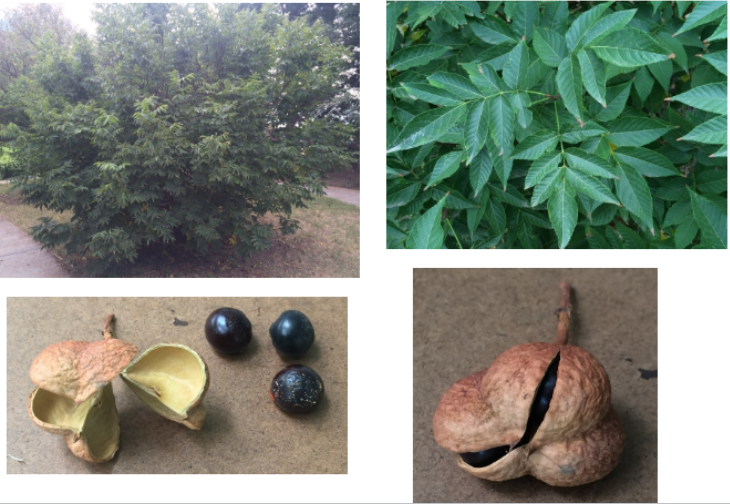 <p>Mexican Buckeye (U. s)</p>