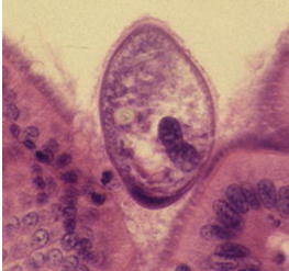 <p>pig reservoir</p>