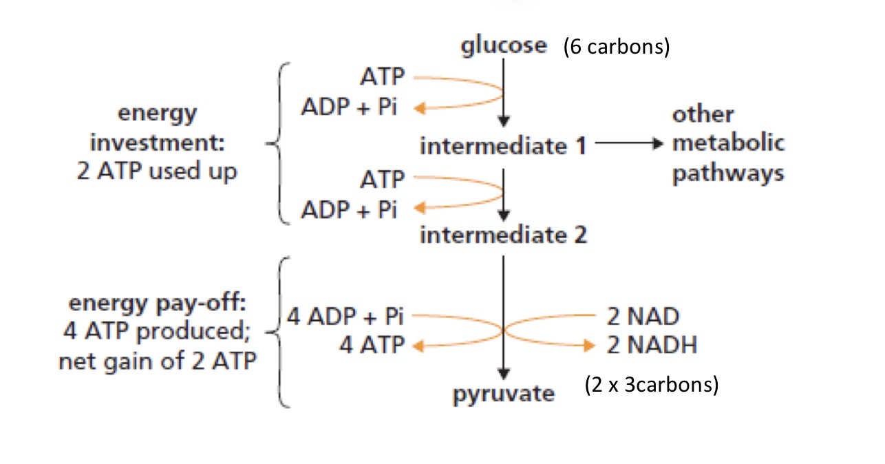 <p class="p1"><span>Glycolysis, the breakdown of glucose to pyruvate, occurs in the cytoplasm of the cell. ATP is required for the phosphorylation of glucose and intermediates during the energy investment phase of glycolysis. This leads to the generation of more ATP during the energy pay-off stage and results in a net gain of ATP.</span></p>