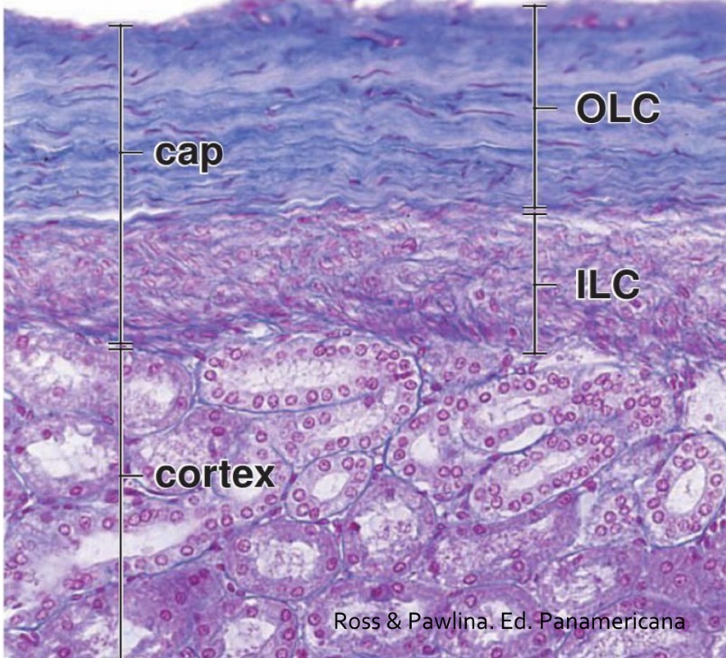 <p>Outer layer: fibroblasts and collagen fiber</p><p>inner layer: myofibroblasts.</p>
