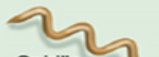 <p>Spiral</p>