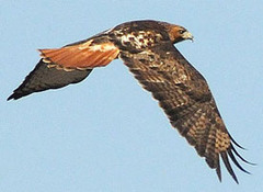 <p>A bird that eats meat. Associated physical characteristics include a raptorial hooked bill, well-developed proventriculus, and less-developed small intestine. If prey is swallowed whole, the oesophagus may also be large.</p>
