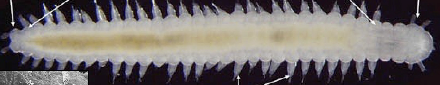 <p>phylum</p>