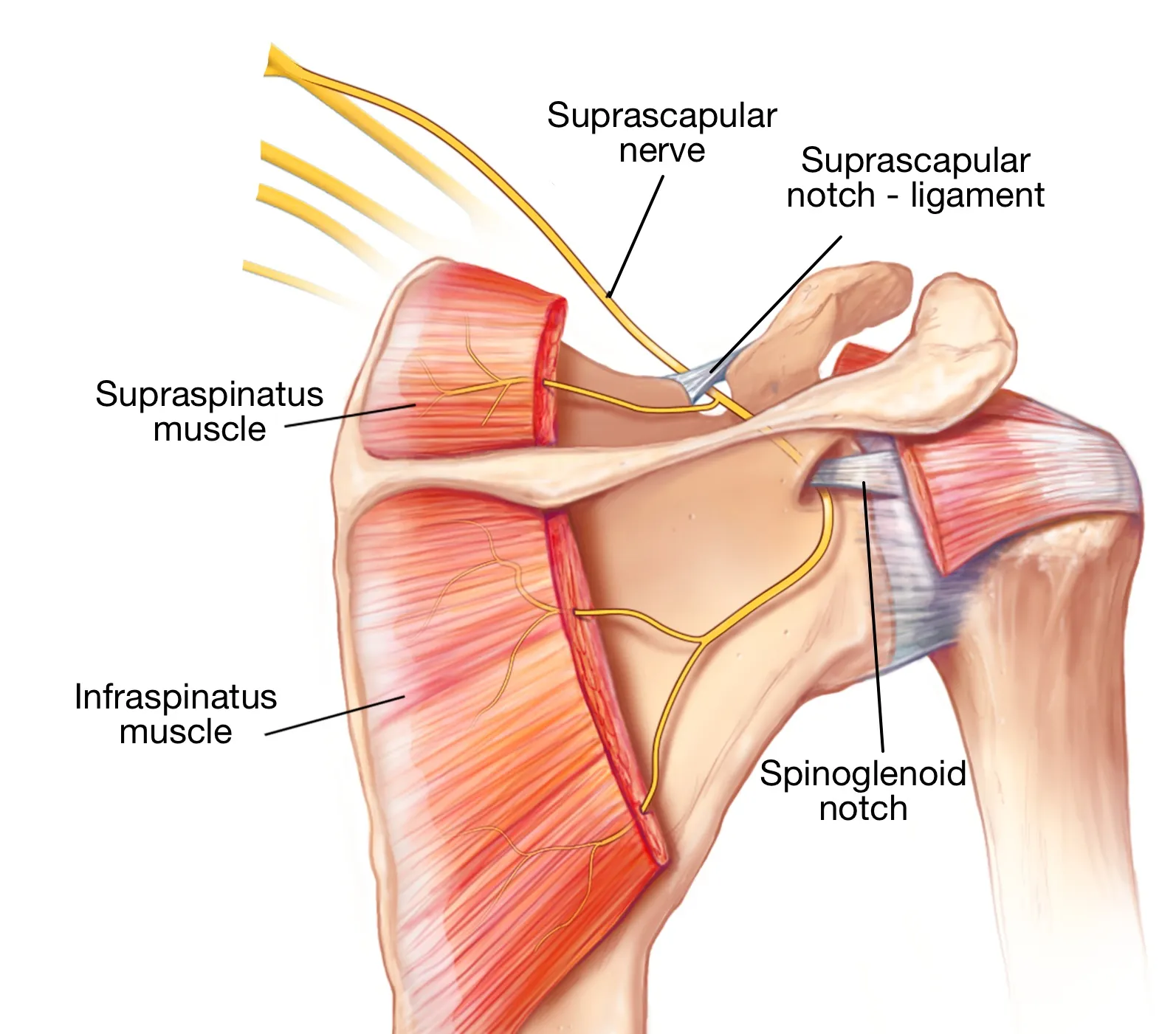 <p>Suprascapular Nerve</p>