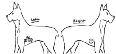 <ul><li><p>Pulmonic - left 3rd intercostal space (@ axilla)</p></li><li><p>Aortic - left 4th intercostal space </p></li><li><p>Mitral - left 5th intercostal space</p></li><li><p>Tricuspid - right 3rd to 4th intercostal space</p></li></ul><p></p>