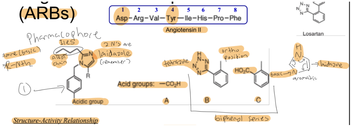 <p><strong>ARBs: </strong>Losartan, Valsartan, Irbesartan, Telmisartan, Candesartan<strong> Cilexetil (prodrug)</strong></p><ul><li><p>SAR<span style="background-color: transparent;">&nbsp; (<u>KNOW</u>!)</span></p><ul><li><p><span style="background-color: transparent;">The “_______ group” is thought to mimic either the _______ phenol or the _______ carboxylate of _______. Groups capable of such a role include the&nbsp;</span></p><ul><li><p><span style="background-color: transparent;">carboxylic acid (A)</span></p></li><li><p><span style="background-color: transparent;">phenyl _______ or isostere (B)</span></p></li><li><p><span style="background-color: transparent;">phenyl _______ (C)</span></p></li></ul></li><li><p><span style="background-color: transparent;">In the biphenyl series, the _______ + _______ groups must be in the _______ position for optimal activity (the _______ group is superior in terms of metabolic stability, lipophilicity, and oral bioavailability)</span></p></li><li><p><span style="background-color: transparent;">The _______ group (or an ethyl ether or an n-propyl group) provides hydrophobic binding and, most likely, mimics the side chain of _______ of _______&nbsp;</span></p></li><li><p><span style="background-color: transparent;">The _______ ring or an isosteric equivalent is required to mimic the _______ side chain of _______</span></p></li><li><p><span style="background-color: transparent;">Substitution can vary at the “_” position</span></p></li></ul></li></ul><p></p>