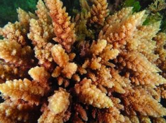 <p>Red algae (Rhodophyta) Red sea plume</p>