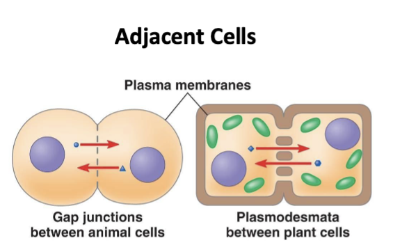 <p>small molecules line ions &amp; chemical messengers flow freely &amp; rapidly through pores from one cell into the next </p>