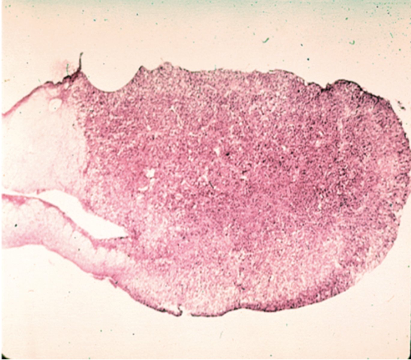 <p>Identify the organ</p>