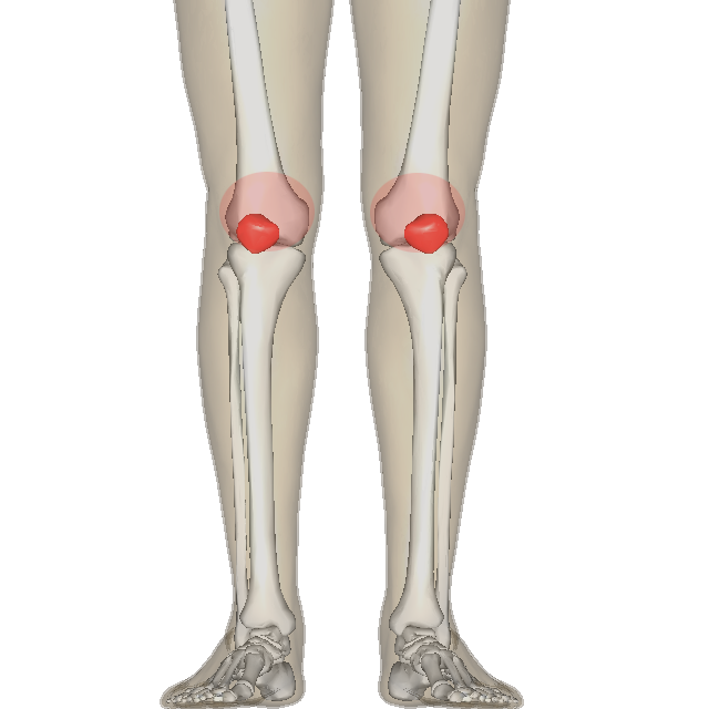 <p>the anterior knee region (kneecap)</p>
