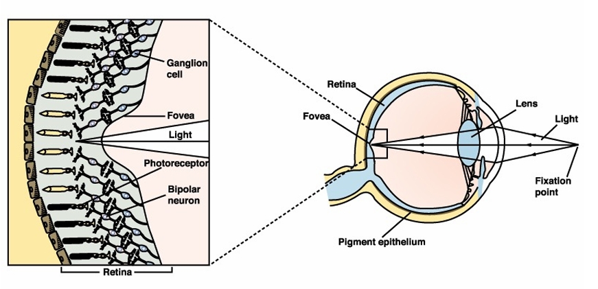 <p>In fovea cells, upper layers of retina pushed aside to allow light direct access to photoreceptors, region of highest acuity</p>