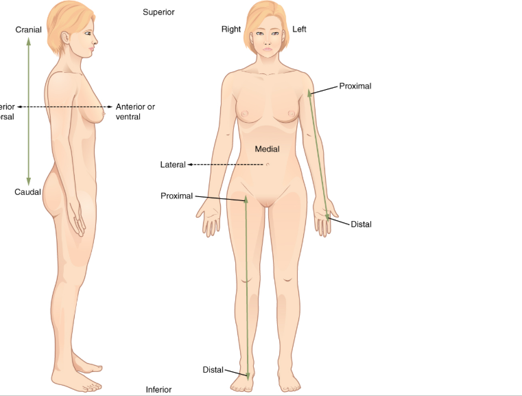 <p>In anatomical position, describe the position of the head and eyes.</p>