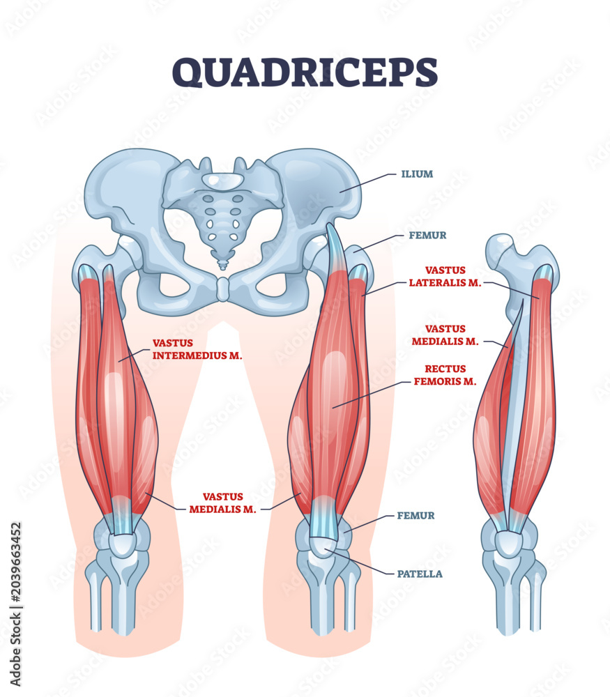 <p>vastus lateralis</p>