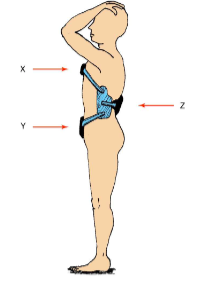 <p>Occur in the same plane and in the same or opposite direction (x and y working in same direction, z working in opposite) </p>