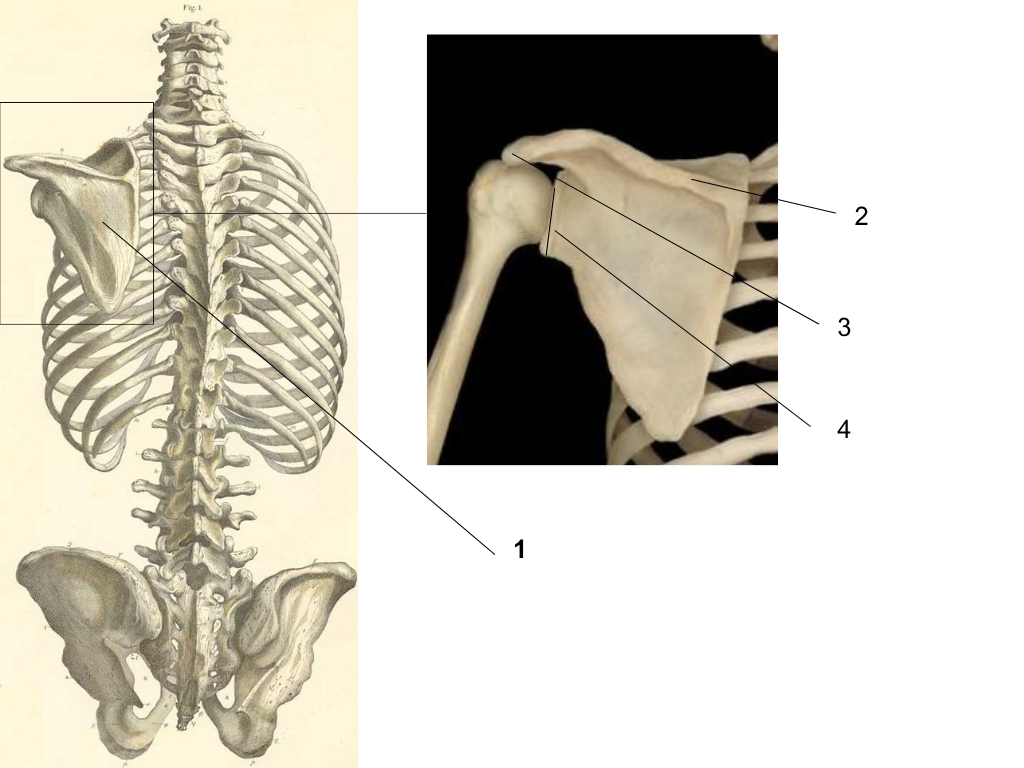 <p>what is #3 pointing at?</p>