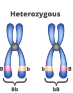 <p><span>Heterozygous</span></p>