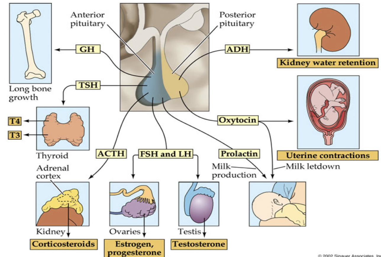 <ul><li><p>In the plasma membrane of all these structures</p></li></ul><p></p>