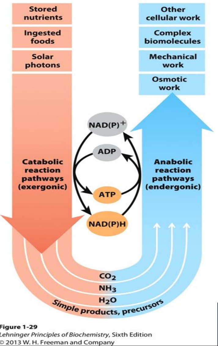 <p>What are coupled reactions?</p>