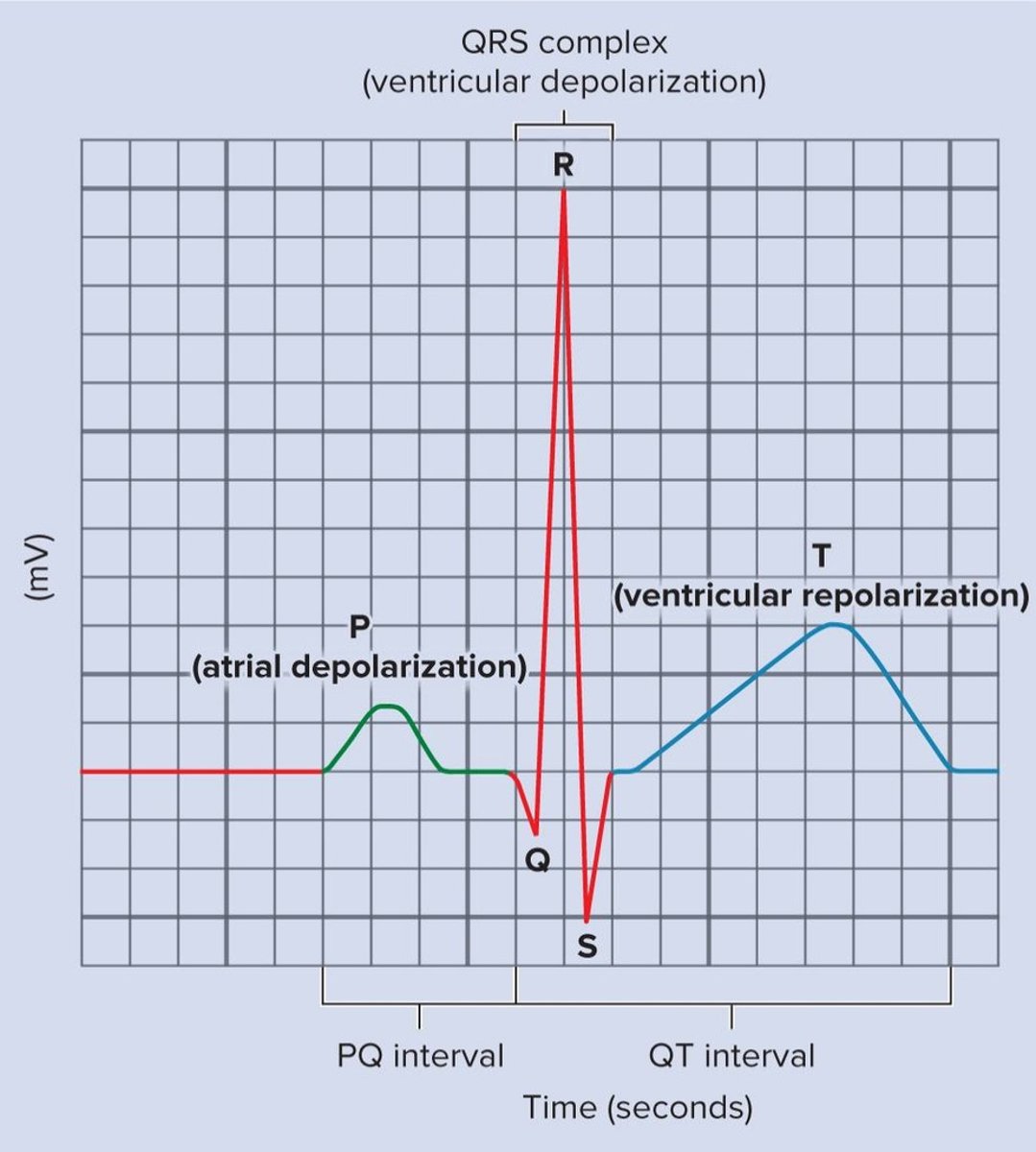 <p>Electrical events in the myocardium correlated with mechanical events.</p>