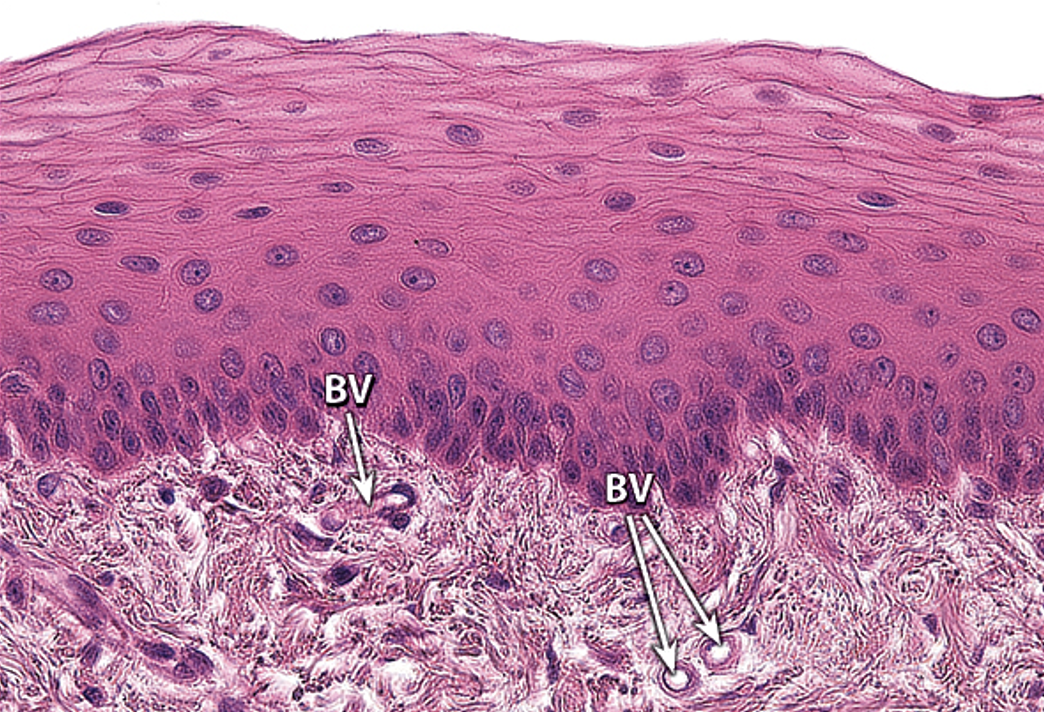 <p>Identify this epithelium.</p>