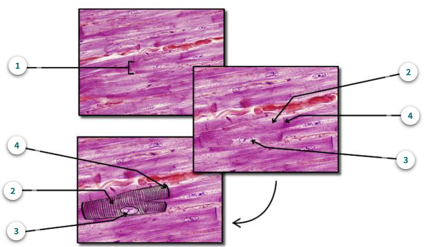 <p>What muscle tissue is this?</p>