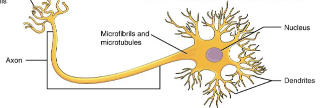 <p>neuron</p>