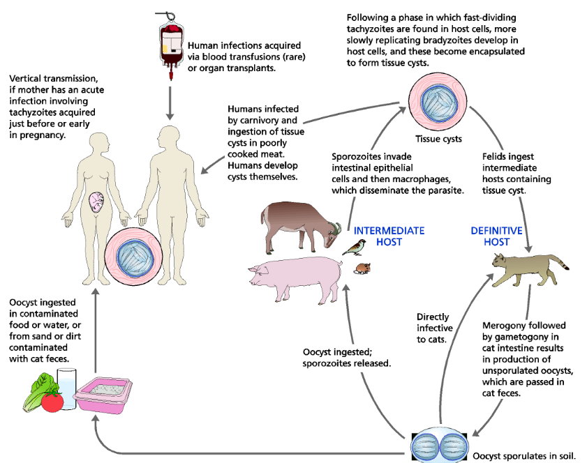 <p>Apicomplexan so it is intracellular throughout its life. Toxoplasmosis is especially a threat to immunocompromised, necrosis of the brain tissues and tissue cysts with bradyzoites are to be concerned about. Can be passed through vertical transmission if it’s mother’s first time having toxoplasmosis. </p>