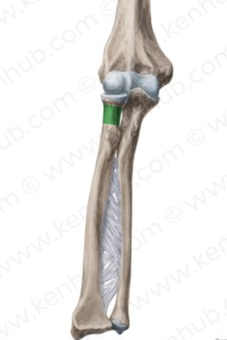 <p>Neck</p>