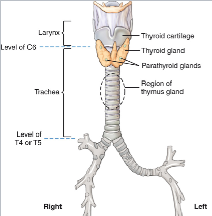 <p>Small round glands embedded in the posterior surface of thyroid(2 on each side - 4 total)</p><p>stores and secretes hormones that aid in specific blood function</p><p>INCREASES calcium levels in blood through PTH(parathyroid hormone)</p>