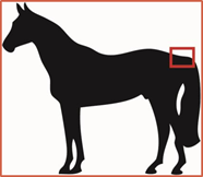<p>base of the tail where it connects to the body</p>