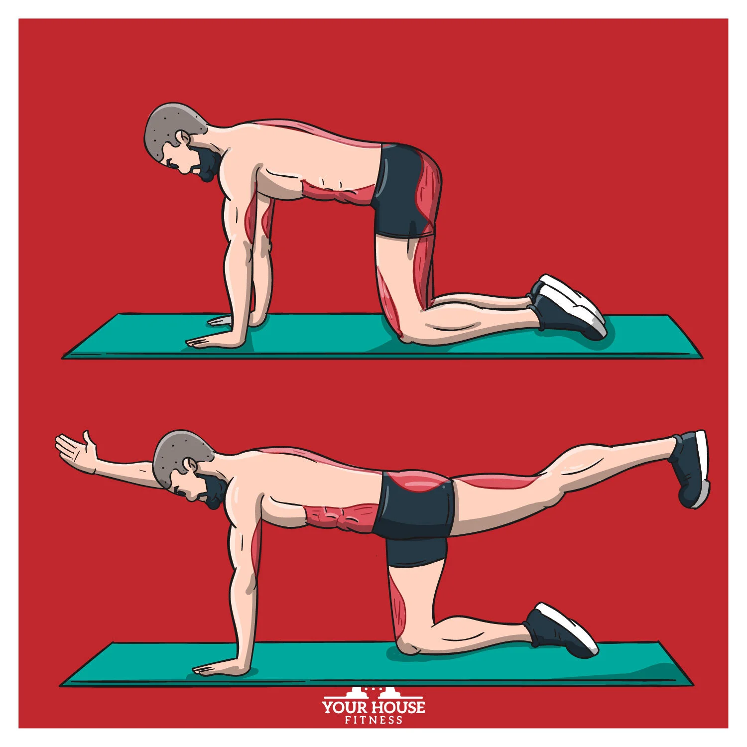 <p>What kind of Stability or Mobility?: Bird Dog</p>