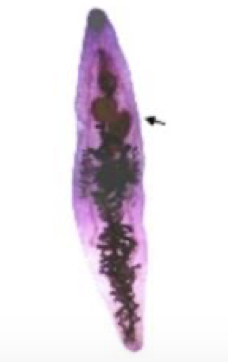 <ul><li><p>adult form of Dicrocaelium dendriticum (lancet liver fluke)</p></li><li><p>causes dicrocoeliasis</p></li></ul><p></p>