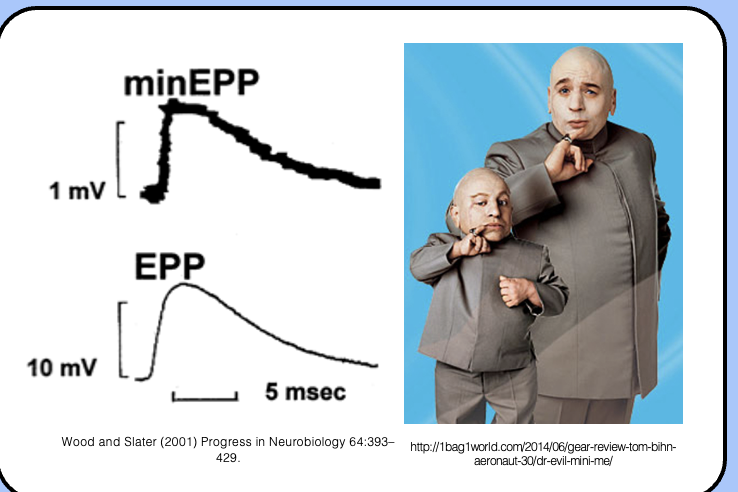 <p>it’s a scaled-down version of the EPP</p>