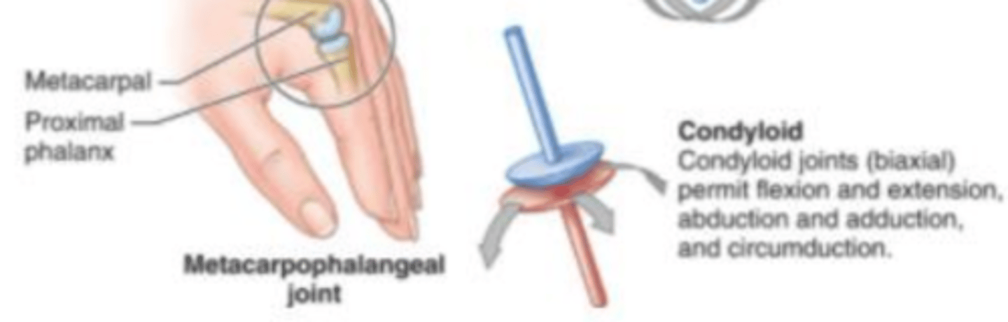 <p>(biaxial) flexion and extension; abduction and adduction movements are possible. The joint is an oval shaped bone interacting with another bone that has a concave surface. Is present in the Metacarpophalangeal joint which is in the hand permitting the movements of the fingers.</p>