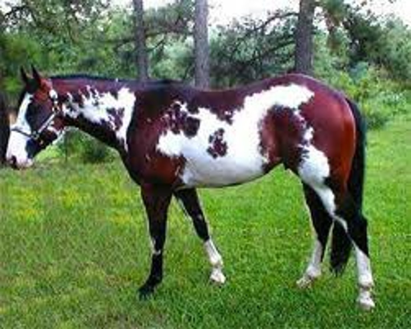 <p>welke kleur </p>