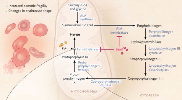 <ul><li><p>inhibition of enzymes w/ Cys (ie <strong>ALA DH + ferrochelatase</strong>) → elevated <strong>ALA + Fe </strong></p></li><li><p><strong>replaces Ca in proteins</strong> → block NT firing→ <strong>dec. neuronal connection </strong></p></li><li><p>symptoms: cognitive issues, fatigue, blueness, bone/muscle dev. issue, hydrochromic microcytic anemia <strong>(w/ basophilic stippling) </strong></p></li><li><p>lead pipe w/ HPO4 = lead solidify → not in drinking water </p></li></ul><p></p>