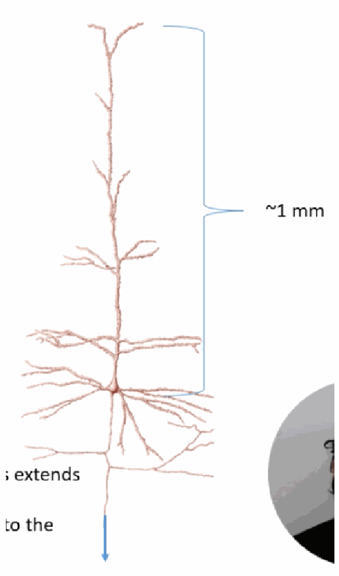 <p>A motor neuron's axon controlling the legs extends about 1 m from the brain down to the base of the spinal cord; a second neuron then carries the signal on to the leg muscles. The nervous system must perform many computations and still signal reliably over these long distances.</p>