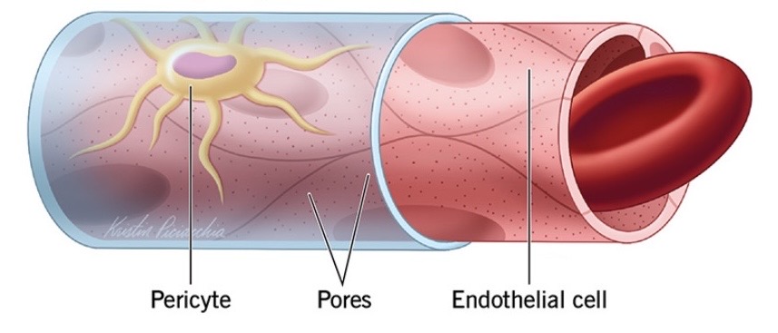<p>Permeable to gases (O2 &amp; CO2) and water</p>