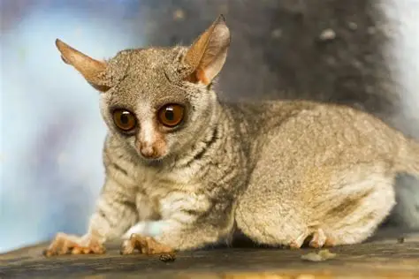 <p>Common Name: Northern Greater Galago</p><p>Suborder: Strepsirhini</p><p>Order: Primates</p><p>Family: Galagidae</p>