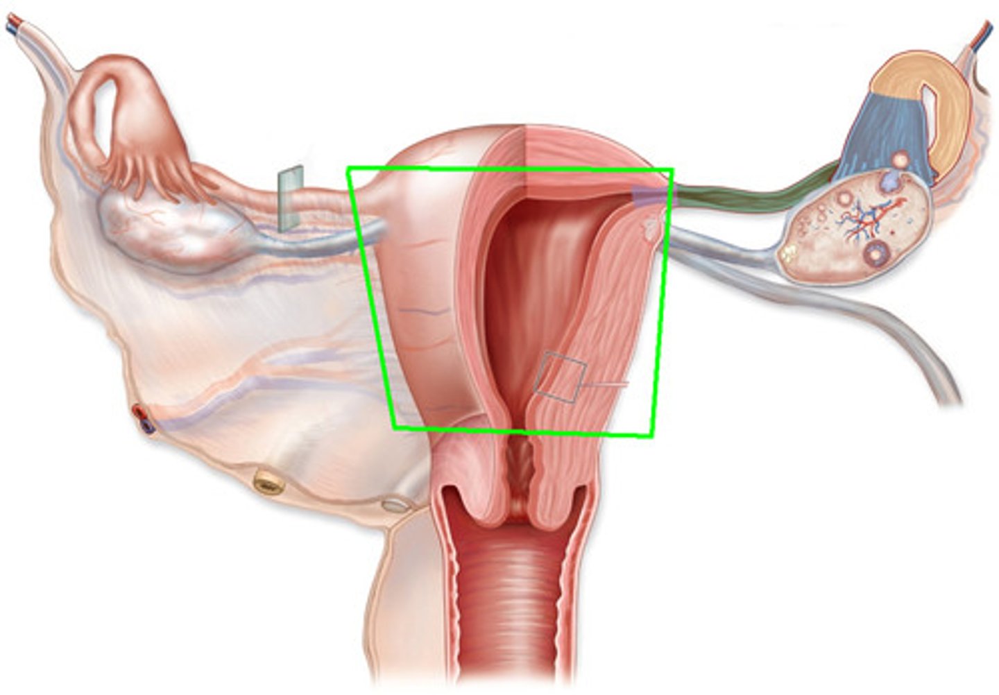 <p>hollow, muscular, pear-shaped organ whose function is to contain the developing fetus</p><p>-nourishes,retains and receives a fertilized egg</p>