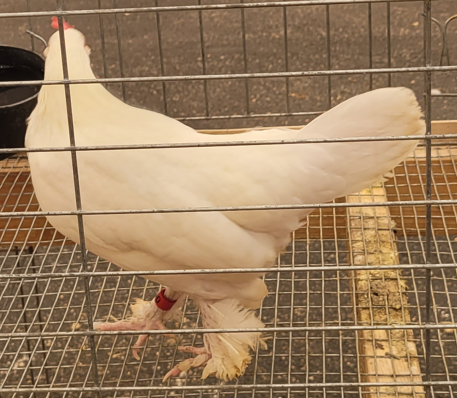 <p>What kind of hen is this?</p>