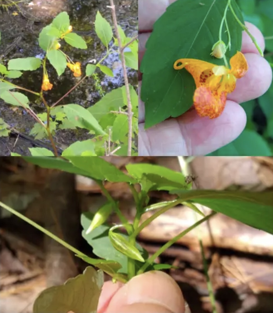 <p><em>Impatiens capensis</em></p>