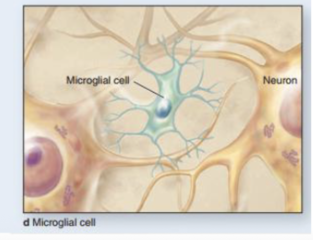 <p>microglia</p>