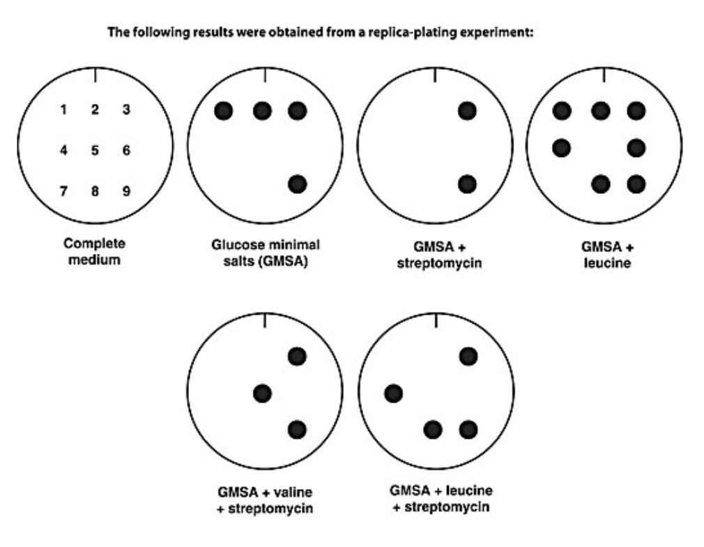 <p>In Figure 8.1, which colony(ies) is/are streptomycin-resistant and valine-requiring?</p><ul><li><p>3, 5 and 9</p></li><li><p>3</p></li><li><p>1, 2, 3, and 9</p></li><li><p>9</p></li><li><p>5</p></li></ul><p></p>
